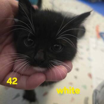 Mel -  Domestic Short Hair Cat for Adoption in Los Angeles, California - Mel | PetCurious