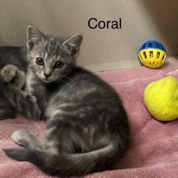 Coral -  Domestic Short Hair Cat for Adoption in Ulster, Pennsylvania - Coral | PetCurious