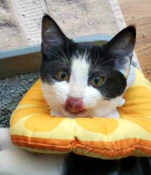 Mikey (A140413) -  Domestic Short Hair Cat for Adoption in Burbank, California - Mikey (A140413) | PetCurious