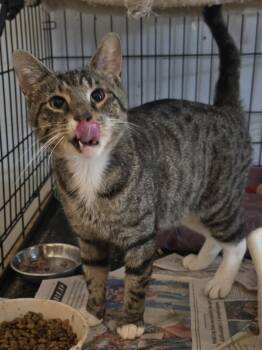 Clyde -  Tabby Cat for Adoption in Eastlake, Ohio - Clyde | PetCurious