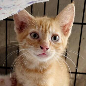 Chicky -  Domestic Short Hair Cat Available for Adoption in Bulverde, Texas - Chicky | PetCurious