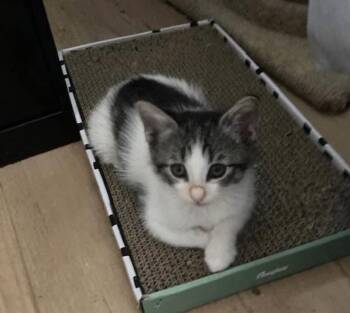 Glory -  Domestic Short Hair Cat for Adoption in Huntington Beach, California - Glory | PetCurious
