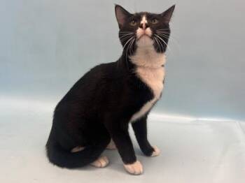 Loki -  Domestic Short Hair Cat for Adoption in Woodbury, Minnesota - Loki | PetCurious