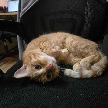 Marcus -  Domestic Short Hair Cat for Adoption in Baltimore, Maryland - Marcus | PetCurious