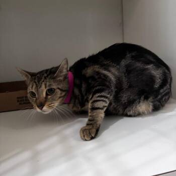 Rosane -  Domestic Medium Hair Cat for Adoption in Chattanooga, Tennessee - Rosane | PetCurious