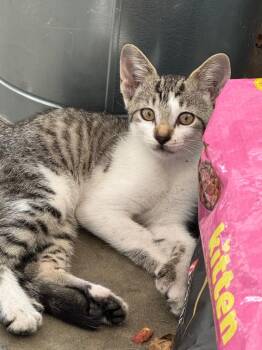 Daphne -  Extra Toes Cat Hemingway Polydactyl Cat for Adoption in Little Rock, Arkansas - Daphne | PetCurious