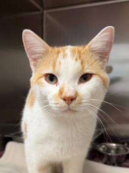 Qibli -  Domestic Short Hair Cat for Adoption in Amery, Wisconsin - Qibli | PetCurious