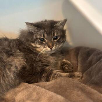 Domestic Long Hair Cats Available for Adoption - McLovin | PetCurious