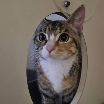 Sugarplum -  Domestic Short Hair Cat for Adoption in Las Vegas, Nevada - Sugarplum | PetCurious