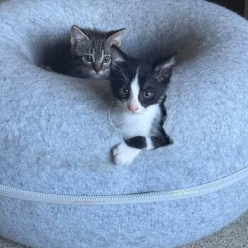 Frankie -  Domestic Short Hair Cat for Adoption in Sand Springs, Oklahoma - Frankie | PetCurious