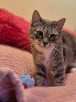 Rescue Domestic Short Hair Cats for Adoption in New York, New York - Nova | PetCurious