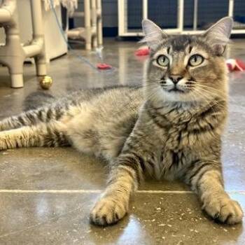 JUNE -  Domestic Short Hair Cat for Adoption in Fernandina Beach, Florida - JUNE | PetCurious