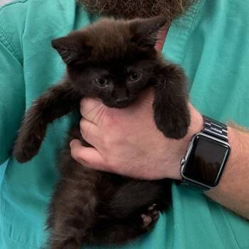 Domestic Short Hair Cats Available for Adoption in Galax, Virginia - Sparrow | PetCurious