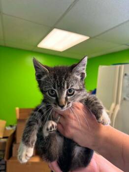 Chucky -  Domestic Short Hair Cat for Adoption in Johnson City, Tennessee - Chucky | PetCurious