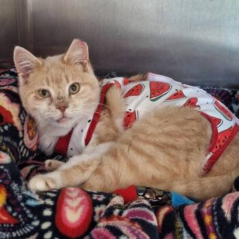 Penelope -  Domestic Short Hair Cat for Adoption in Attica, New York - Penelope | PetCurious