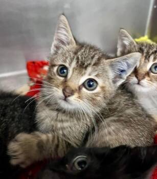 Boz -  Domestic Short Hair Cat for Adoption in Cincinnati, Ohio - Boz | PetCurious