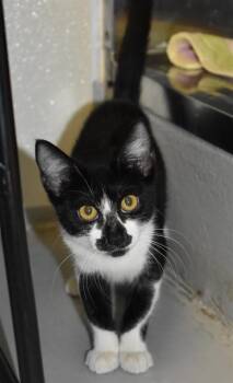 CHESAPEAKE -  Domestic Short Hair Cat for Adoption in Sarasota, Florida - CHESAPEAKE | PetCurious
