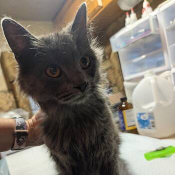 Squirrel -  Russian Blue and Domestic Long Hair Cat for Adoption in Carmel, Indiana - Squirrel | PetCurious