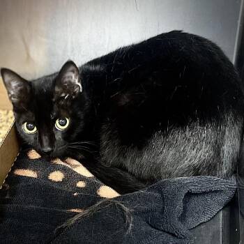 Domestic Short Hair Cats Available for Adoption - Selena | PetCurious
