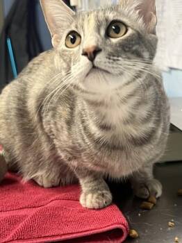 Skitty -  Domestic Short Hair Cat for Adoption in Roseville, California - Skitty | PetCurious