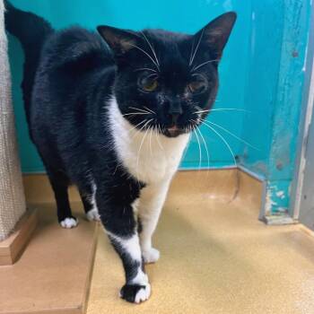 Domestic Short Hair Cats Available for Adoption - Rugby | PetCurious