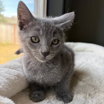 Thunder -  Domestic Short Hair Cat for Adoption in Keizer, Oregon - Thunder | PetCurious