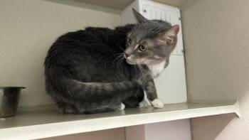 Domestic Short Hair Cats Available for Adoption - SHADOWFAX | PetCurious
