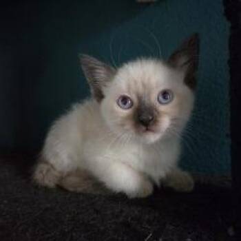 Rainy -  Domestic Short Hair Cat for Adoption in San Antonio, Texas - Rainy | PetCurious