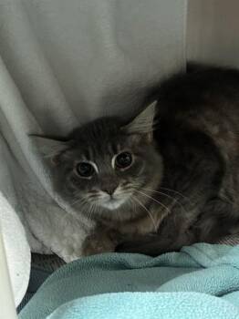 TILAPIA -  Domestic Short Hair Cat Available for Adoption in Fort Lauderdale, Florida - TILAPIA | PetCurious