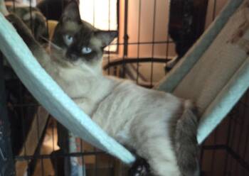 KING -  Applehead Siamese and Domestic Short Hair Cat for Adoption in Harrison, Michigan - KING | PetCurious