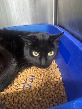 Domestic Short Hair Cats Available for Adoption - Mistty | PetCurious