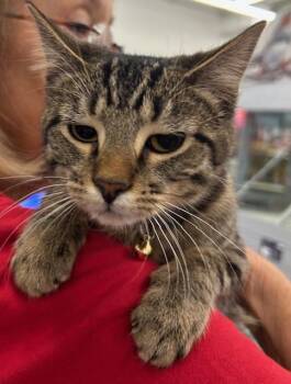 Domestic Short Hair Cats Available for Adoption - Shilo | PetCurious