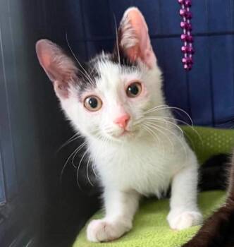 Domino -  American Shorthair Cat for Adoption in San Antonio, Texas - Domino | PetCurious