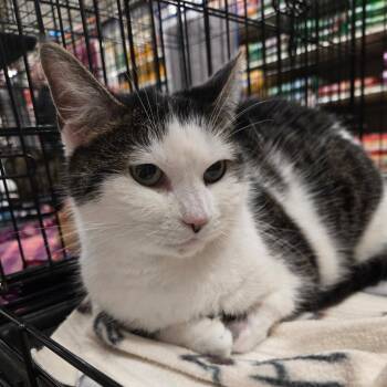 Domestic Short Hair Cats Available for Adoption in Cincinnati, Ohio - Jasmine | PetCurious