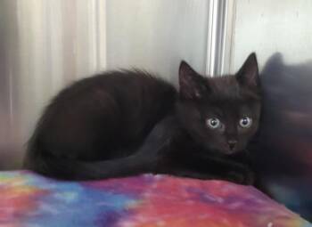 Domestic Short Hair Cats Available for Adoption in Kennewick, Washington - Houndstooth | PetCurious