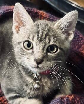 DWAYNE THE ROCK JOHNSON -  Domestic Short Hair Cat for Adoption in Tallahassee, Florida - DWAYNE THE ROCK JOHNSON | PetCurious