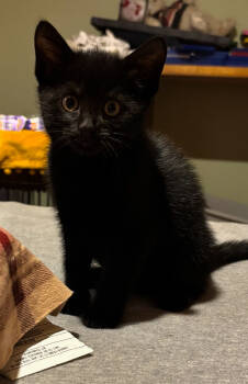 Rescue Domestic Short Hair Cats for Adoption in Homer Glen, Illinois - Sevvie | PetCurious