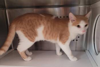 Brewski -  Domestic Short Hair Cat for Adoption in Grand Rapids, Minnesota - Brewski | PetCurious