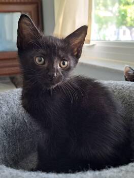 Rescue Domestic Short Hair Cats for Adoption in Boca Raton, Florida - Vanilla Bean | PetCurious