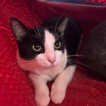 Rescue Domestic Short Hair Cats for Adoption in North Haven, Connecticut - Disco | PetCurious