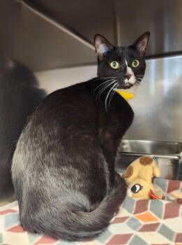Rescue Domestic Short Hair Cats for Adoption in Clayton, New Jersey - Geneva | PetCurious