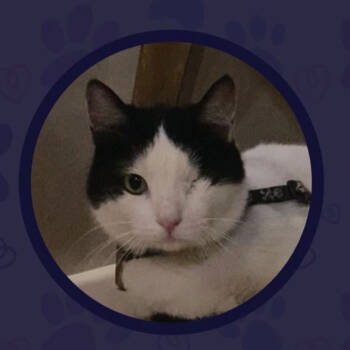 Rescue Domestic Short Hair Cats for Adoption in Merrifield, Virginia - Levi Kuwait | PetCurious