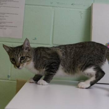 Shere Khan -  Domestic Short Hair Cat for Adoption in Valley, Alabama - Shere Khan | PetCurious