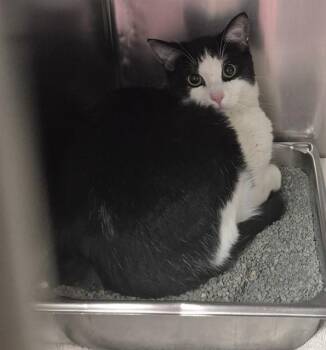 Domestic Short Hair Cats Available for Adoption in Decatur, Illinois - MERCURY | PetCurious