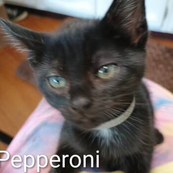 Pepperoni -  Domestic Short Hair Cat for Adoption in Wappingers Falls, New York - Pepperoni | PetCurious
