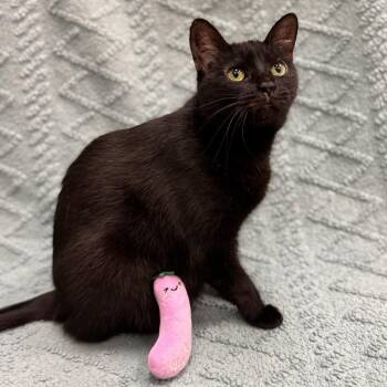 Domestic Short Hair Cats Available for Adoption - Jia | PetCurious