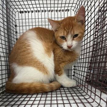 Domestic Short Hair Cats Available for Adoption - Kenzie | PetCurious