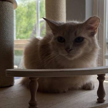 Marmalade -  Domestic Medium Hair Cat for Adoption in Greenfield, Indiana - Marmalade | PetCurious
