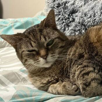 Marla -  Domestic Short Hair Cat for Adoption in West Des Moines, Iowa - Marla | PetCurious