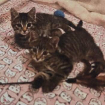 Eddie & Effie -  Domestic Short Hair Cat for Adoption in Denver, Colorado - Eddie & Effie | PetCurious